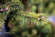 - Picea abies 'Gold Dust' Norway Spruce - Mr Maple │ Buy Japanese Maple Trees