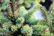 - Picea abies 'Gold Dust' Norway Spruce - Mr Maple │ Buy Japanese Maple Trees
