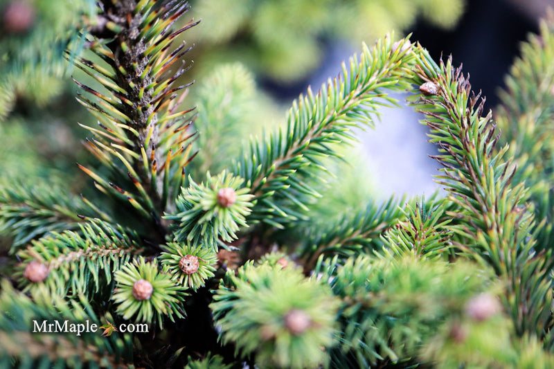 - Picea abies 'Gold Dust' Norway Spruce - Mr Maple │ Buy Japanese Maple Trees