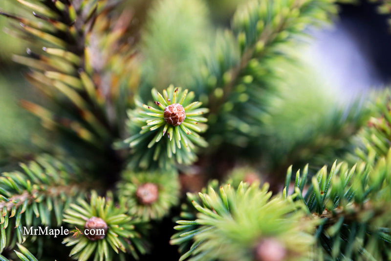- Picea abies 'Gold Dust' Norway Spruce - Mr Maple │ Buy Japanese Maple Trees