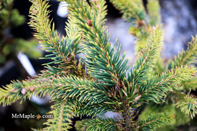 - Picea abies 'Gold Dust' Norway Spruce - Mr Maple │ Buy Japanese Maple Trees