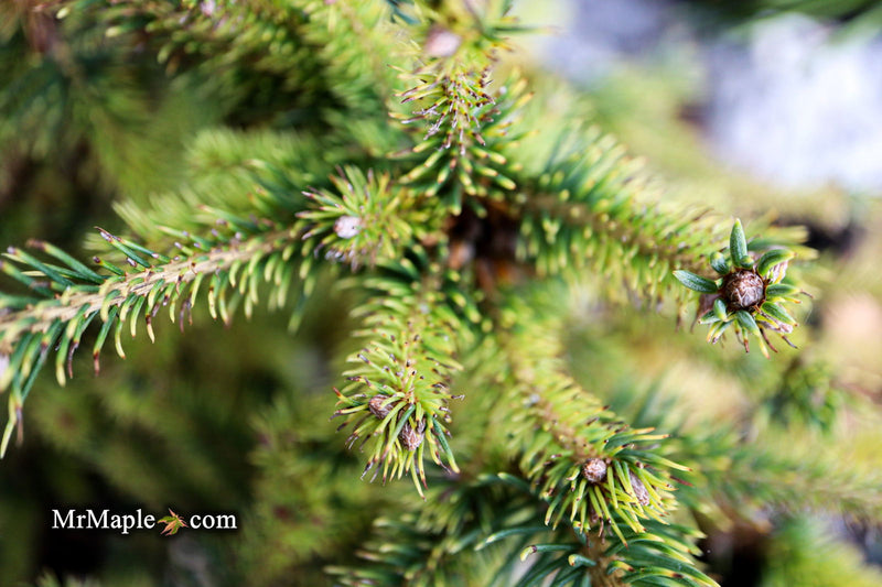 - Picea abies 'Gold Dust' Norway Spruce - Mr Maple │ Buy Japanese Maple Trees