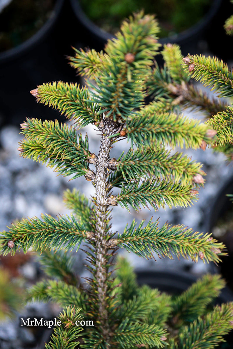 - Picea abies 'Gold Dust' Norway Spruce - Mr Maple │ Buy Japanese Maple Trees