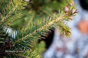 - Picea abies 'Gold Dust' Norway Spruce - Mr Maple │ Buy Japanese Maple Trees