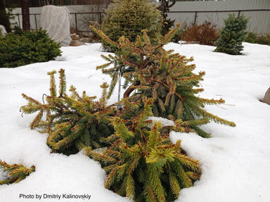 - Picea abies 'Gold Finch' Rare Dwarf Norway Spruce - Mr Maple │ Buy Japanese Maple Trees