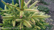 - Picea abies 'Gold Fingers' Norway Spruce - Mr Maple │ Buy Japanese Maple Trees
