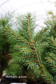 - Picea abies 'Gold Fingers' Norway Spruce - Mr Maple │ Buy Japanese Maple Trees