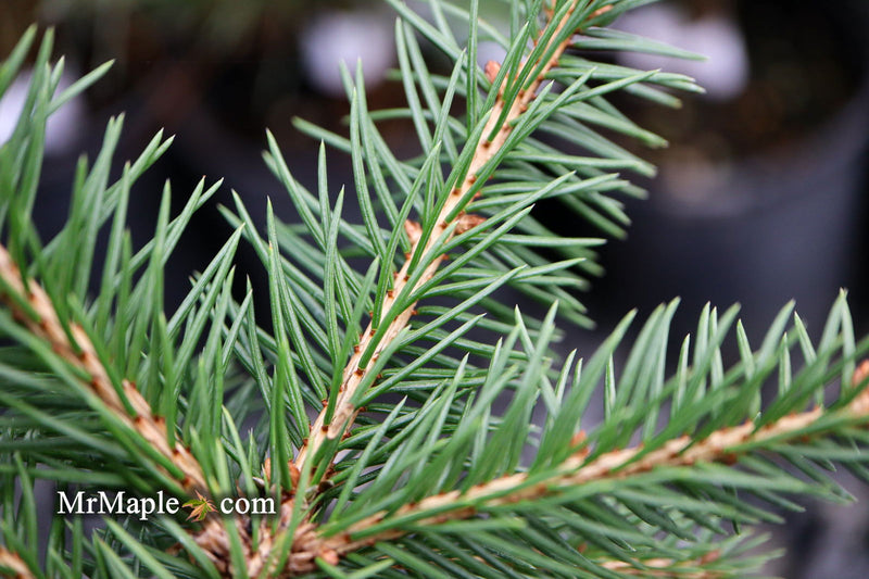 - Picea abies 'Gold Fingers' Norway Spruce - Mr Maple │ Buy Japanese Maple Trees