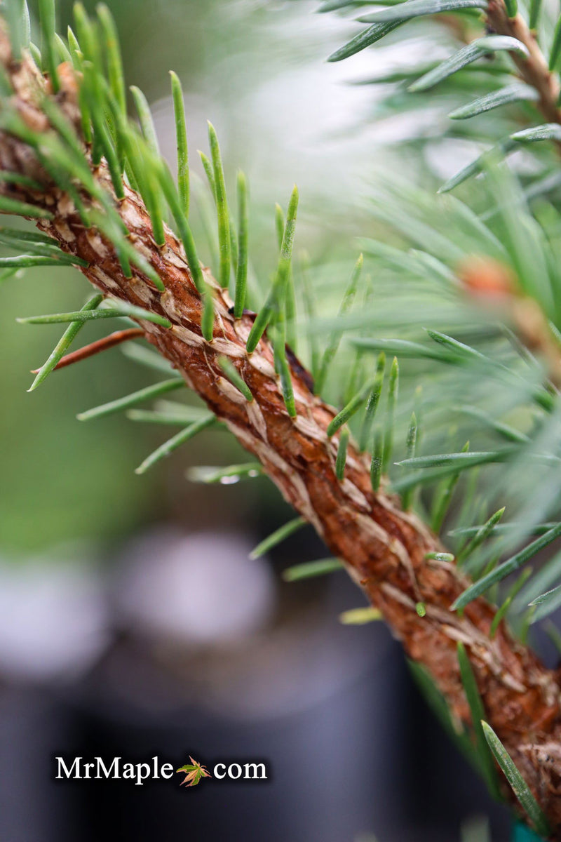 - Picea abies 'Gold Fingers' Norway Spruce - Mr Maple │ Buy Japanese Maple Trees
