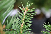 - Picea abies 'Gold Fingers' Norway Spruce - Mr Maple │ Buy Japanese Maple Trees