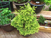 - Picea abies 'Gold Fingers' Norway Spruce - Mr Maple │ Buy Japanese Maple Trees