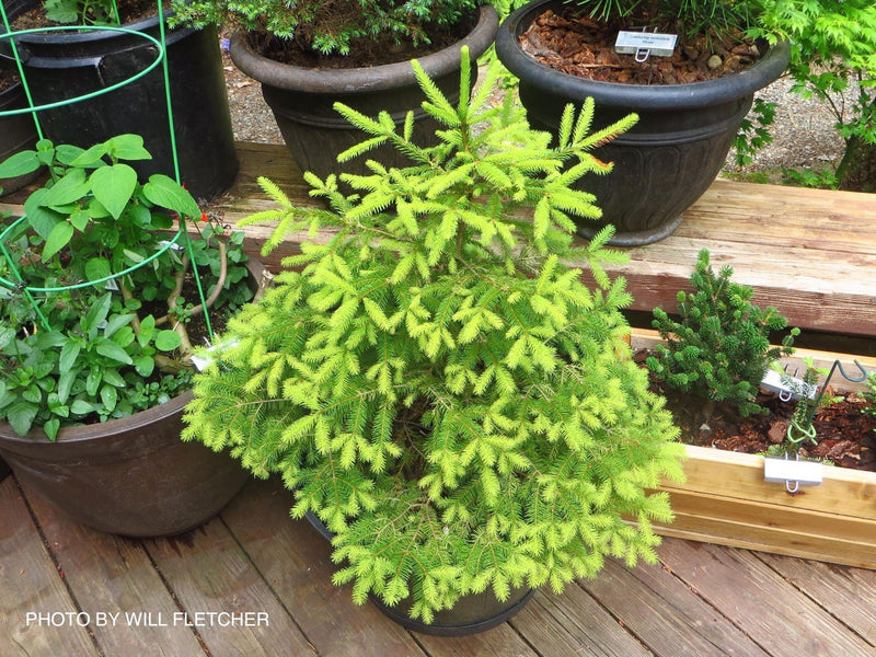 - Picea abies 'Gold Fingers' Norway Spruce - Mr Maple │ Buy Japanese Maple Trees