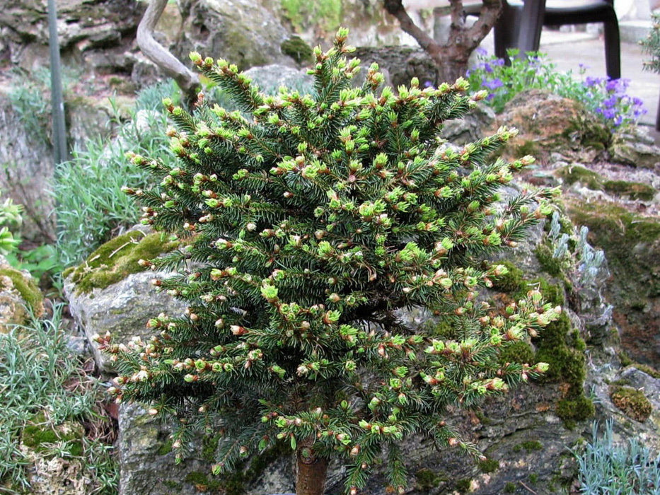 - Picea abies 'Kluis' Rare Dwarf Norway Spruce - Mr Maple │ Buy Japanese Maple Trees