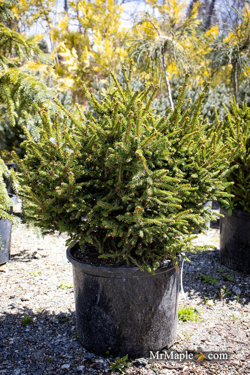 - Picea abies 'Kluis' Rare Dwarf Norway Spruce - Mr Maple │ Buy Japanese Maple Trees