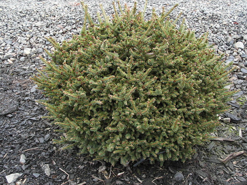 - Picea abies 'Kluis' Rare Dwarf Norway Spruce - Mr Maple │ Buy Japanese Maple Trees