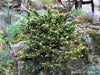 - Picea abies 'Kluis' Rare Dwarf Norway Spruce - Mr Maple │ Buy Japanese Maple Trees