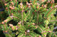 - Picea abies 'Kluis' Rare Dwarf Norway Spruce - Mr Maple │ Buy Japanese Maple Trees