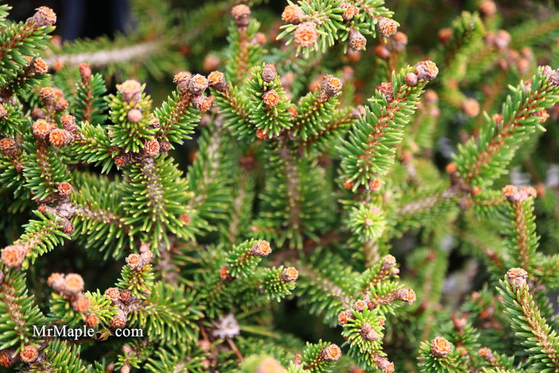 - Picea abies 'Kluis' Rare Dwarf Norway Spruce - Mr Maple │ Buy Japanese Maple Trees