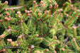 - Picea abies 'Kluis' Rare Dwarf Norway Spruce - Mr Maple │ Buy Japanese Maple Trees