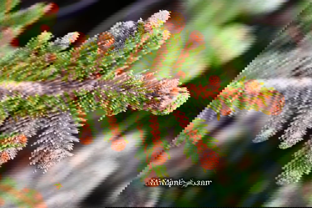 NOBU様 Picea abies nordmanniana コニファー 苗