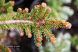 - Picea abies 'Kluis' Rare Dwarf Norway Spruce - Mr Maple │ Buy Japanese Maple Trees