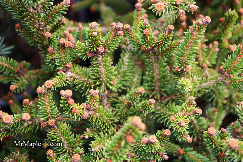 - Picea abies 'Kluis' Rare Dwarf Norway Spruce - Mr Maple │ Buy Japanese Maple Trees