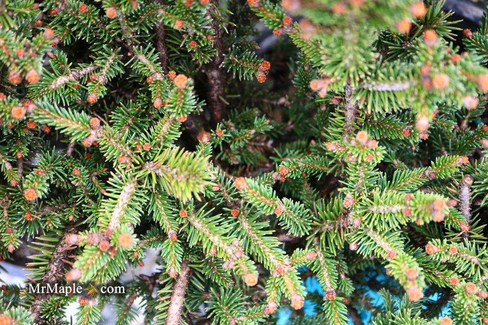 - Picea abies 'Kluis' Rare Dwarf Norway Spruce - Mr Maple │ Buy Japanese Maple Trees