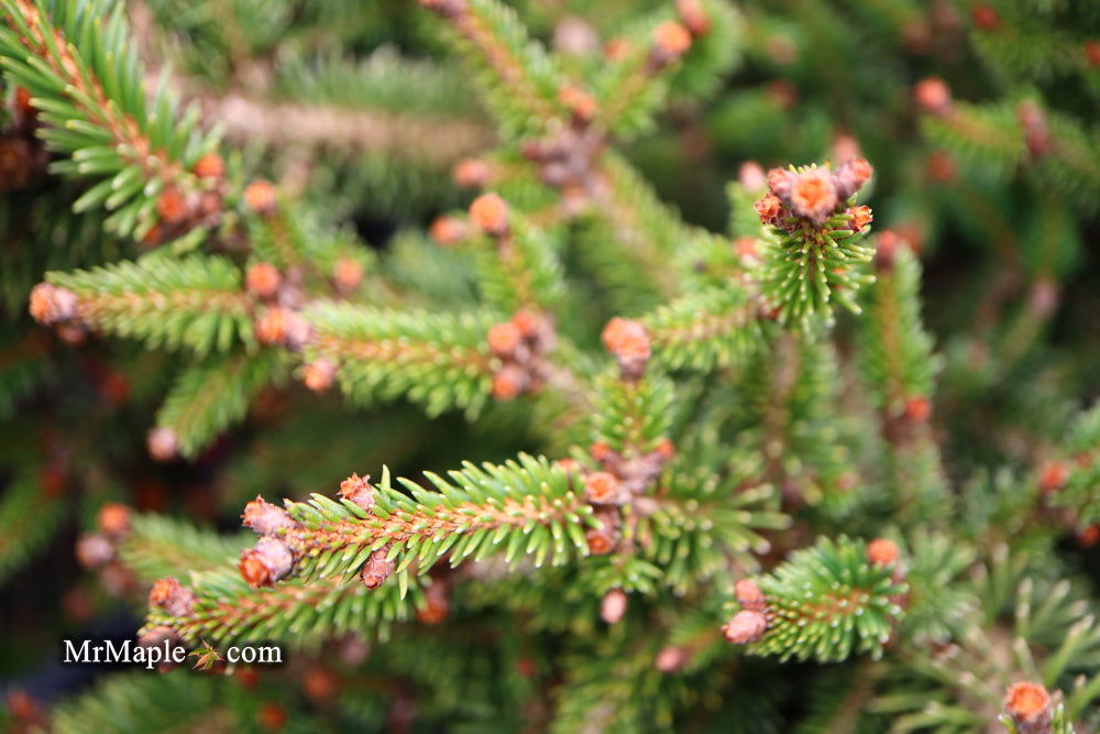 - Picea abies 'Kluis' Rare Dwarf Norway Spruce - Mr Maple │ Buy Japanese Maple Trees