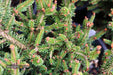 - Picea abies 'Kluis' Rare Dwarf Norway Spruce - Mr Maple │ Buy Japanese Maple Trees