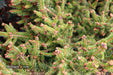 - Picea abies 'Kluis' Rare Dwarf Norway Spruce - Mr Maple │ Buy Japanese Maple Trees