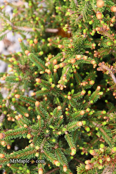 - Picea abies 'Kluis' Rare Dwarf Norway Spruce - Mr Maple │ Buy Japanese Maple Trees