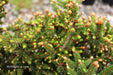 - Picea abies 'Kluis' Rare Dwarf Norway Spruce - Mr Maple │ Buy Japanese Maple Trees