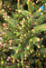 - Picea abies 'Kluis' Rare Dwarf Norway Spruce - Mr Maple │ Buy Japanese Maple Trees