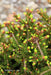 - Picea abies 'Kluis' Rare Dwarf Norway Spruce - Mr Maple │ Buy Japanese Maple Trees