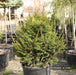 - Picea abies 'Kluis' Rare Dwarf Norway Spruce - Mr Maple │ Buy Japanese Maple Trees