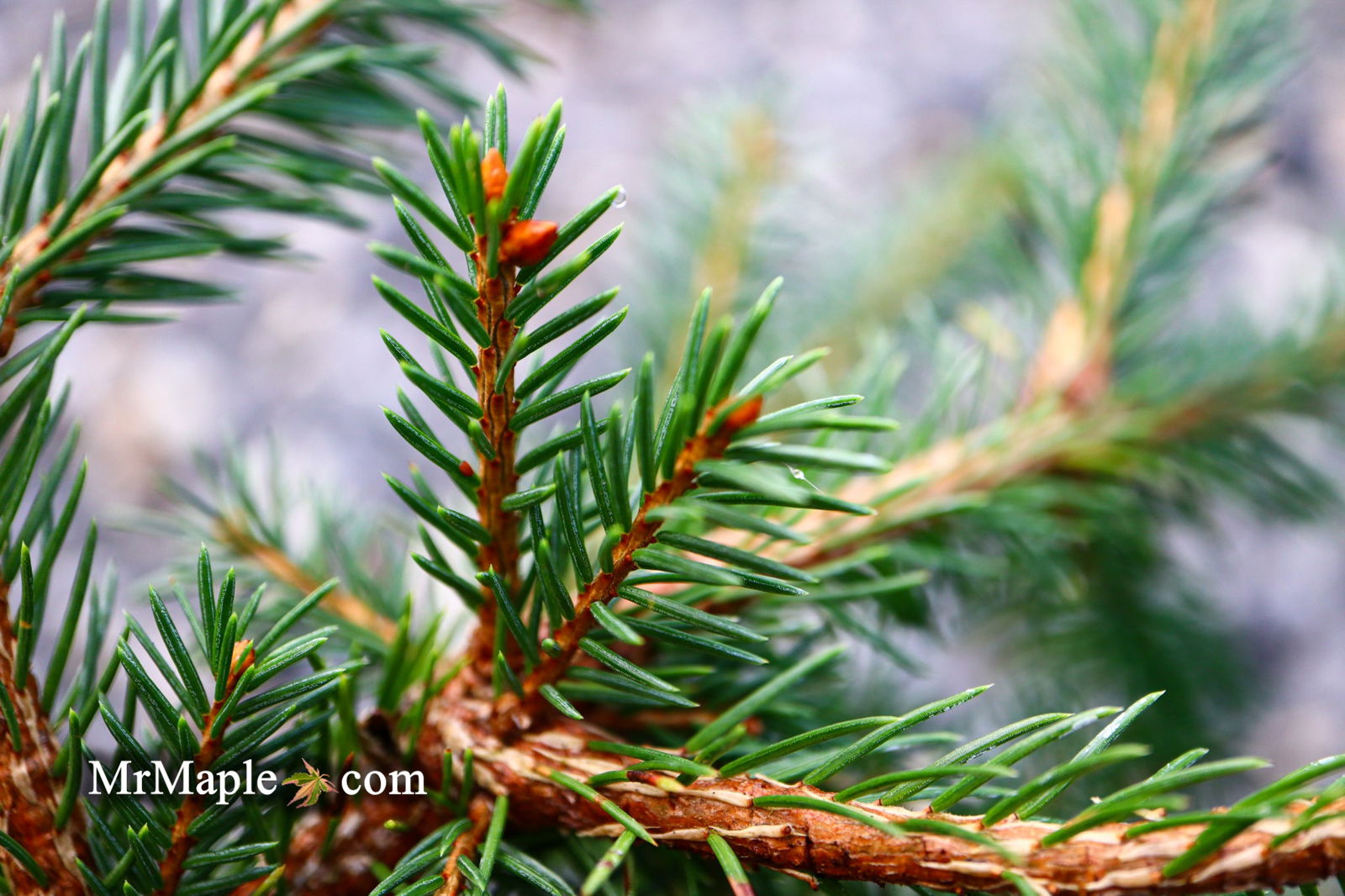 Picea abies 'Lemon Drop' Norway Spruce — Mr Maple │ Buy Japanese