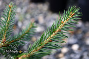 - Picea abies 'Lemon Drop' Norway Spruce - Mr Maple │ Buy Japanese Maple Trees