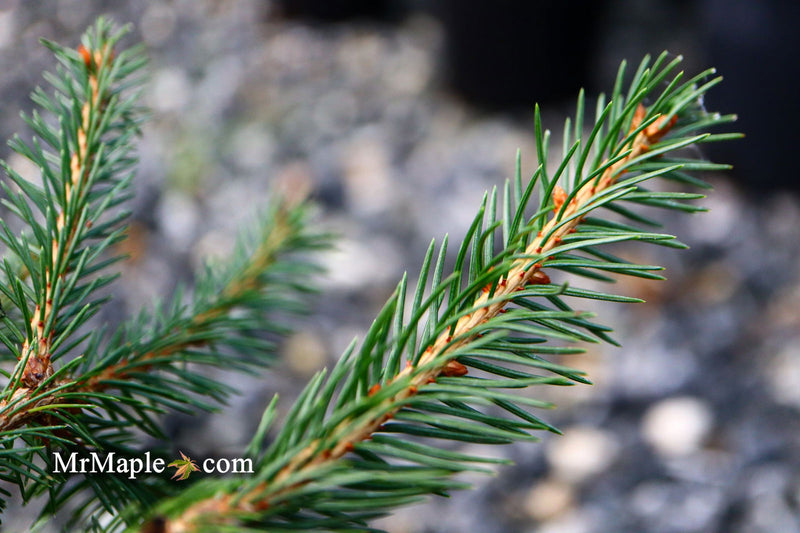 - Picea abies 'Lemon Drop' Norway Spruce - Mr Maple │ Buy Japanese Maple Trees