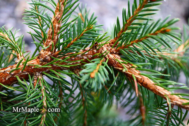 - Picea abies 'Lemon Drop' Norway Spruce - Mr Maple │ Buy Japanese Maple Trees