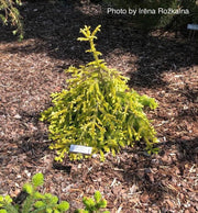 - Picea abies 'Lemon Drop' Norway Spruce - Mr Maple │ Buy Japanese Maple Trees