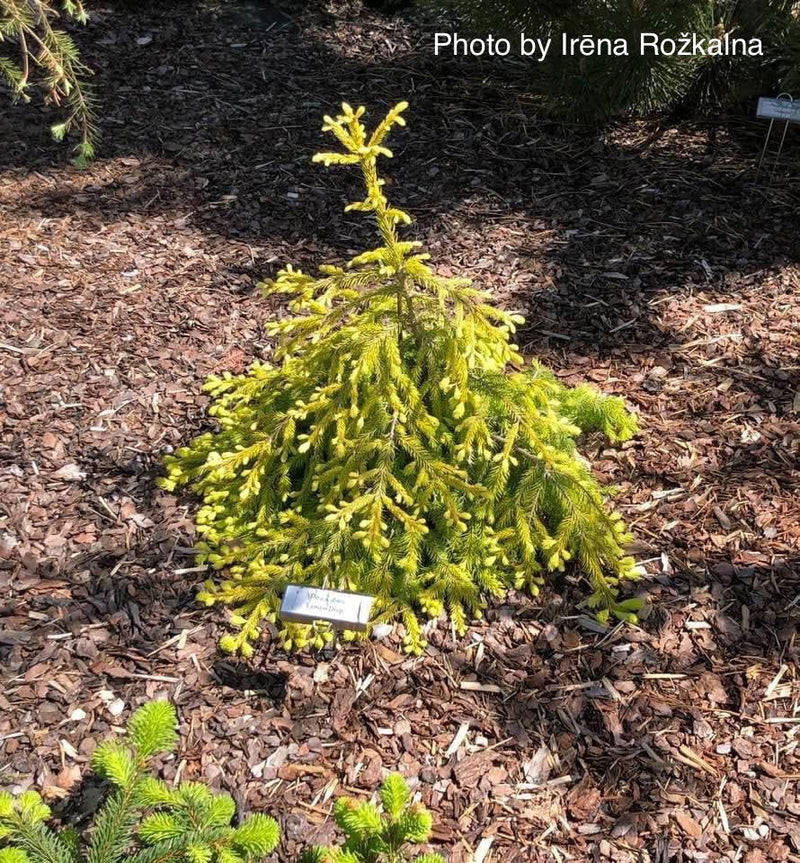 - Picea abies 'Lemon Drop' Norway Spruce - Mr Maple │ Buy Japanese Maple Trees