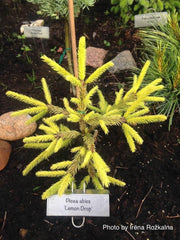 - Picea abies 'Lemon Drop' Norway Spruce - Mr Maple │ Buy Japanese Maple Trees