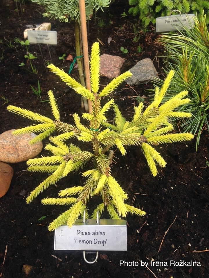 - Picea abies 'Lemon Drop' Norway Spruce - Mr Maple │ Buy Japanese Maple Trees