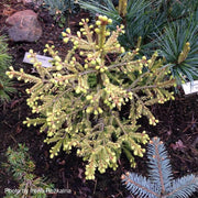 - Picea abies 'Lemon Drop' Norway Spruce - Mr Maple │ Buy Japanese Maple Trees