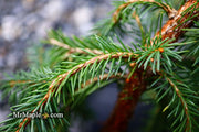 - Picea abies 'Lemon Drop' Norway Spruce - Mr Maple │ Buy Japanese Maple Trees