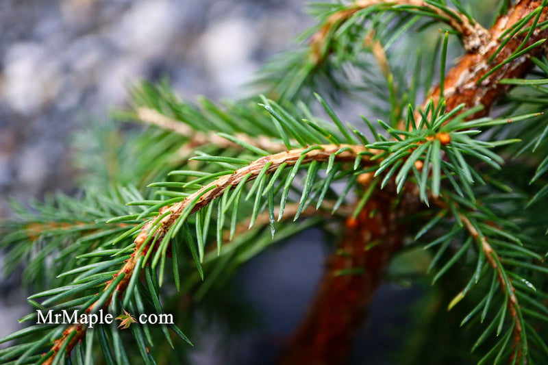 - Picea abies 'Lemon Drop' Norway Spruce - Mr Maple │ Buy Japanese Maple Trees
