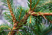 - Picea abies 'Lemon Drop' Norway Spruce - Mr Maple │ Buy Japanese Maple Trees