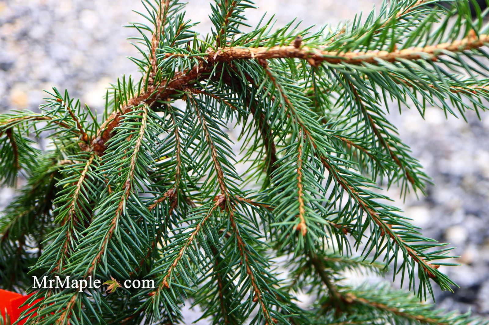 Picea abies 'Lemon Drop' Norway Spruce — Mr Maple │ Buy Japanese