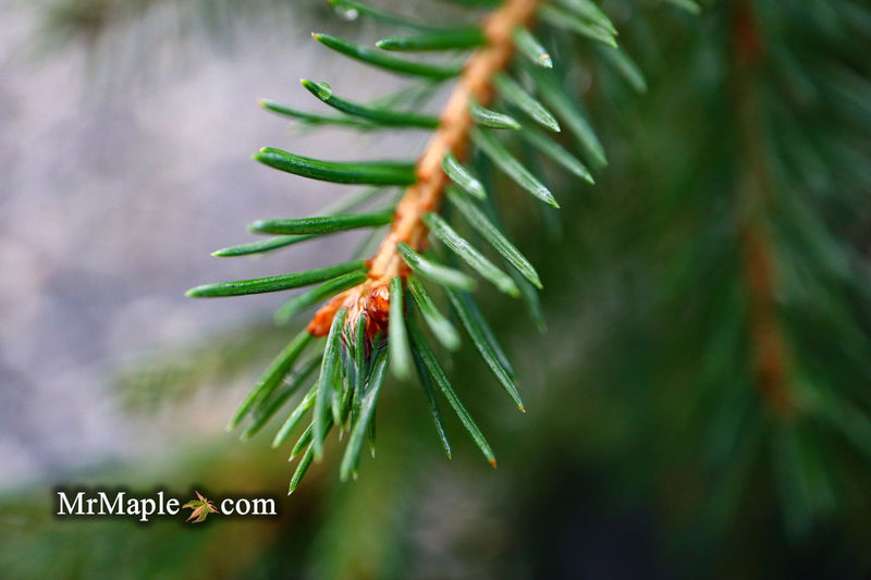- Picea abies 'Lemon Drop' Norway Spruce - Mr Maple │ Buy Japanese Maple Trees