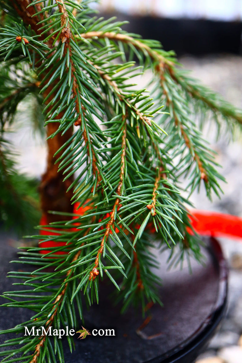 - Picea abies 'Lemon Drop' Norway Spruce - Mr Maple │ Buy Japanese Maple Trees